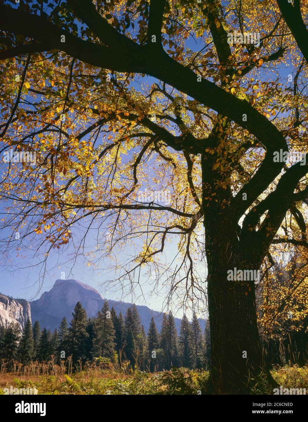 YOSEMITE NATIONAL PARK, CA/OCT AM EIN KLARER HERBST MORNIMG ÜBER DIE HALBE KUPPEL VON EINER WIESE IM YOSEMITE TAL AUS GESEHEN Stockfoto