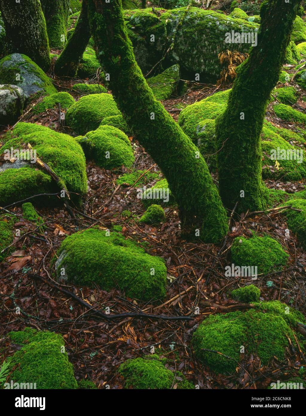 Yosemite National Park, CA / OCT Moos beschichtete Stämme von California Eiche und Granit Felsen kontrastiert mit Waldbett von Herbst braunen Blättern. Stockfoto