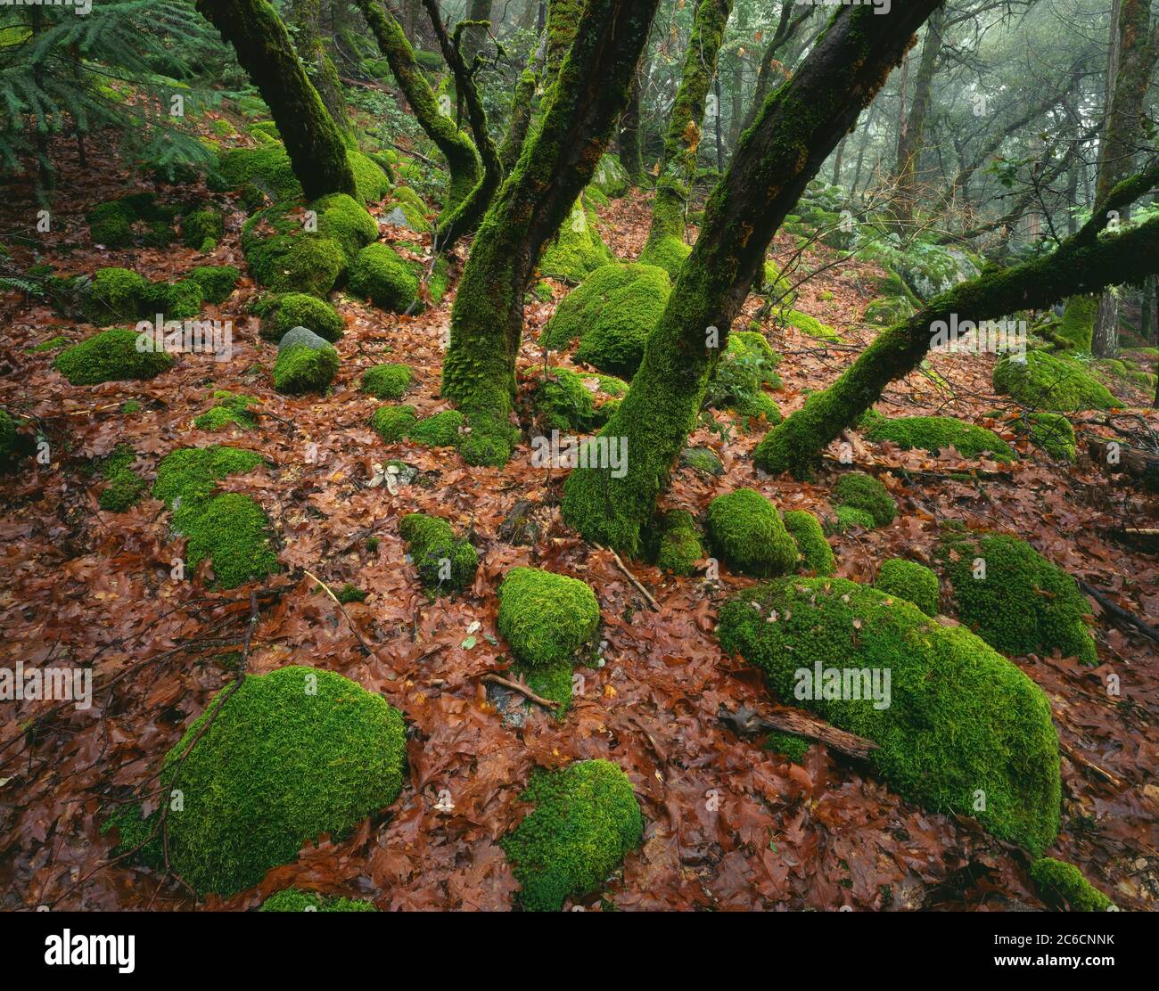 Yosemite National Park, CA / OCT Moos beschichtete Stämme von California Eiche und Granit Felsen kontrastiert mit Waldbett von Herbst braunen Blättern Stockfoto