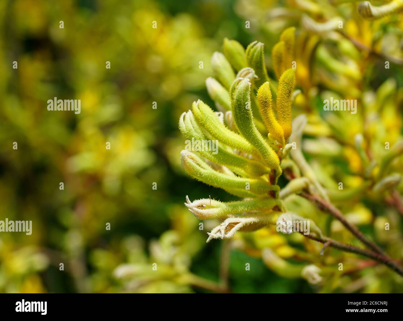 Winzige Blüten von Känguru-Pfoten 'Big Roo Yellow' Stockfoto