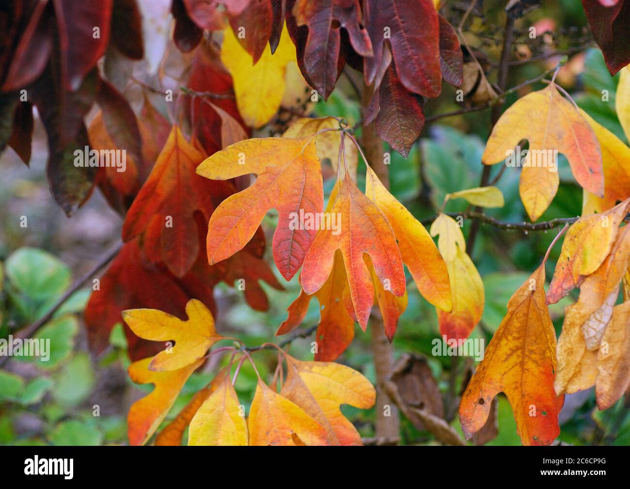 Sassafras albidum, Sassafras albidum Stockfoto