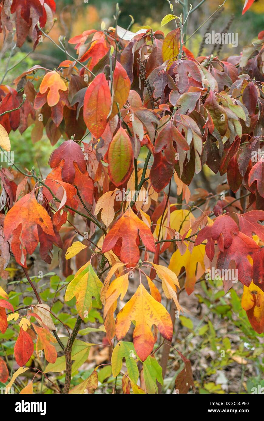 Sassafras, Sassafrasbaum , Sassafras albidum, Sassafras, Sassafras, Sassafras albidum Stockfoto