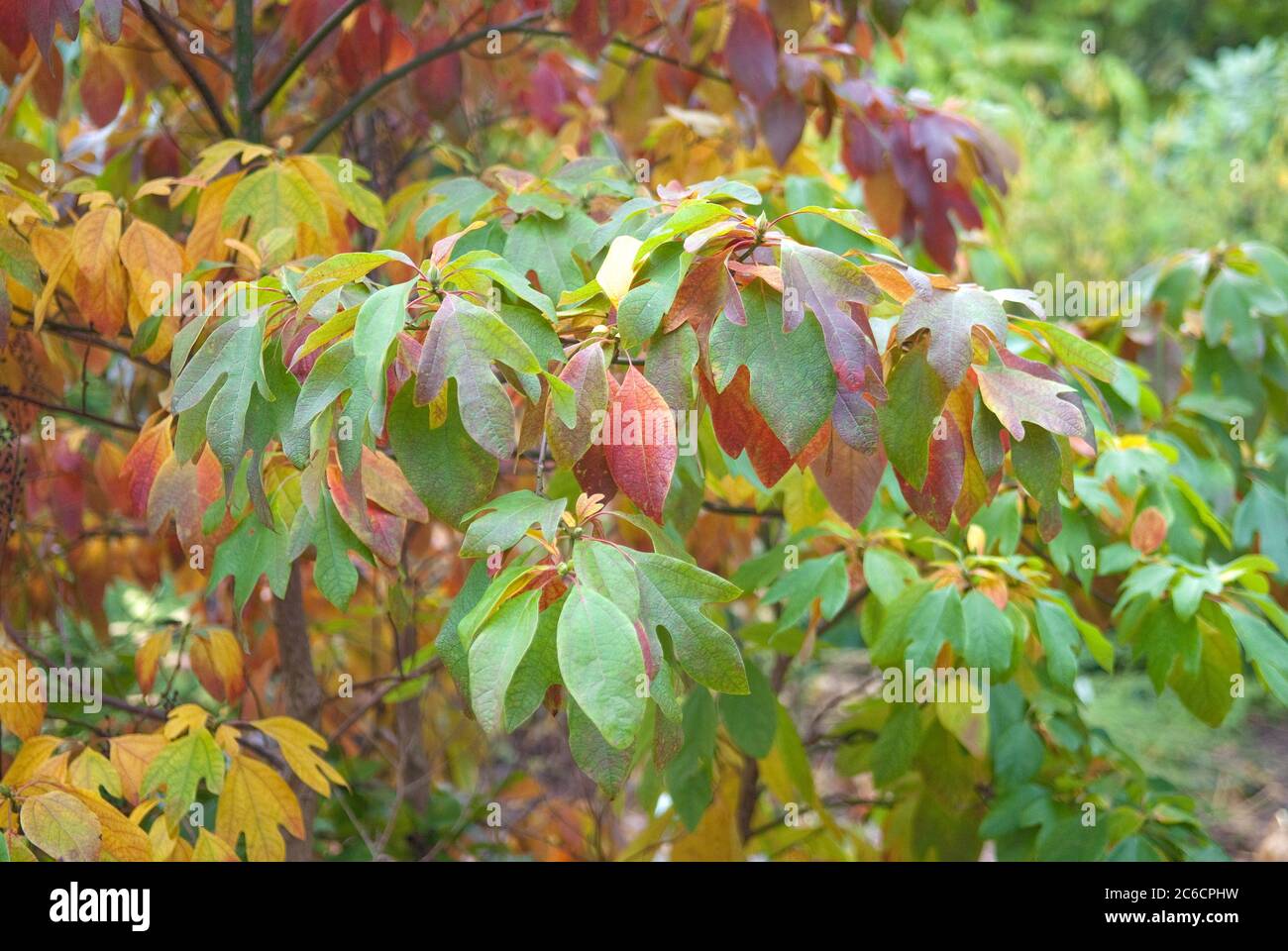 Sassafrasbaum, Sassafras albidum, Sassafras, Sassafras albidum Stockfoto