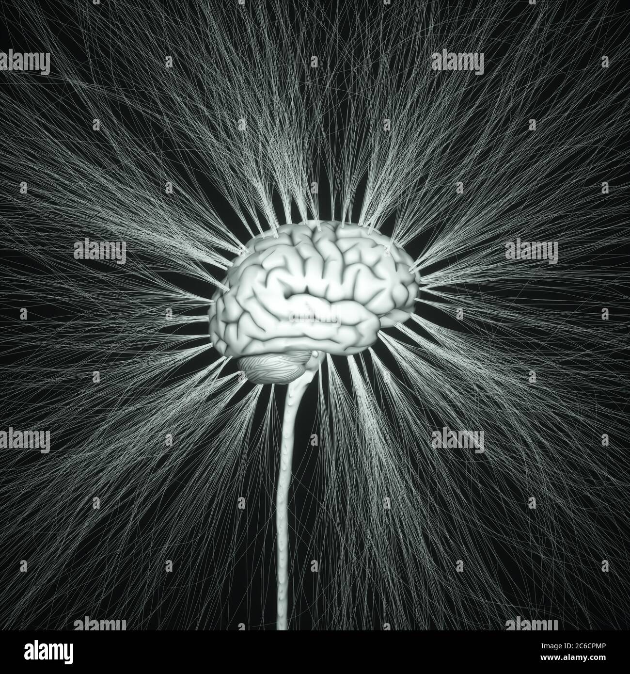 Zentrales Nervensystem. Gehirn und Rückenmark mit Ast herauskommen. Konzeptionelle 3D-Darstellung des Gehirns. Stockfoto