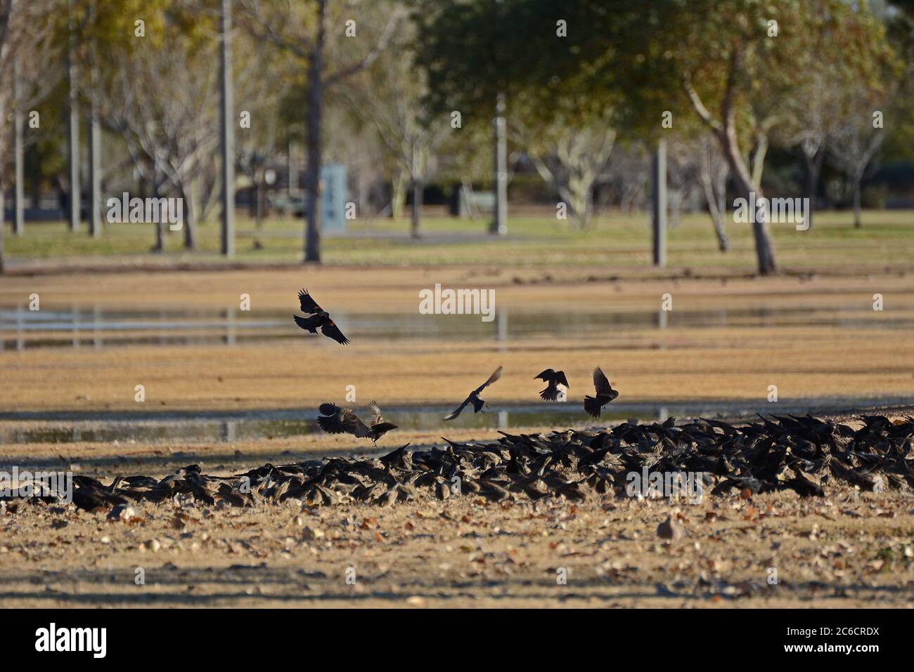 Eine große Schar von Vögeln in einem Park, nur geregnet, nasses Feld Stockfoto