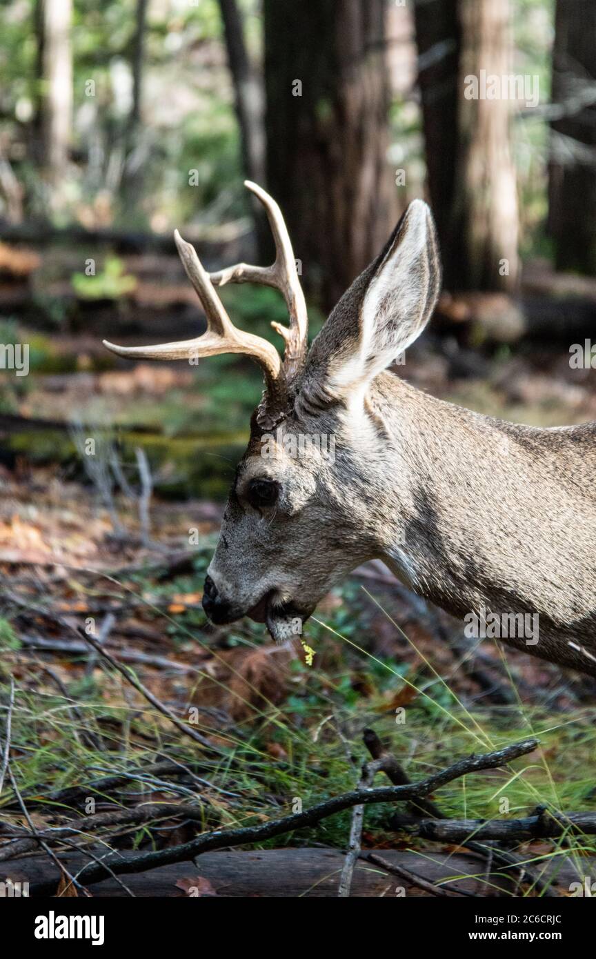 Maultier Hirsch Fütterung im Yosemite National Park Stockfoto