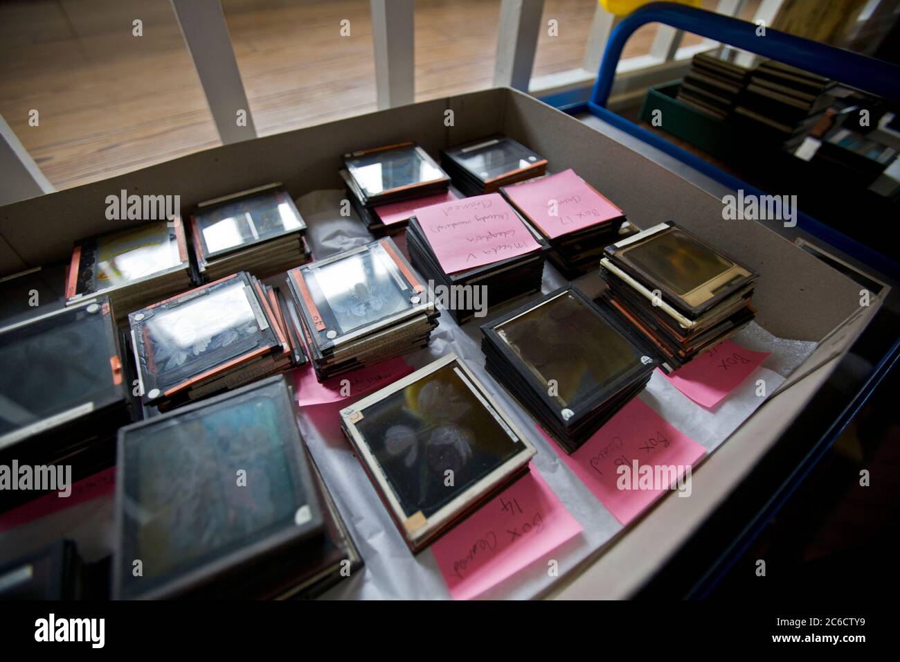 Botanik und Natur. Botanisches Lernen und Lehren. Pflanzen, Wissenschaft, Proben, Konservierung, Kurator, Glas-Dias, fotografische Platten, Reinigung Stockfoto