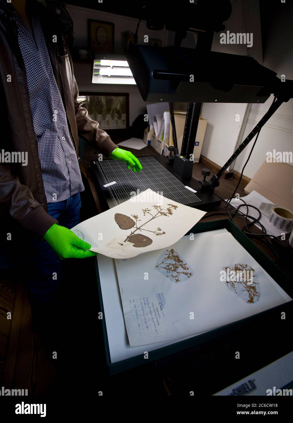 Botanik und Natur. Botanisches Lernen und Lehren. Pflanzen, Wissenschaft, Aufzeichnungen, Museum, Proben, Proben, Konservator, Kurator Stockfoto