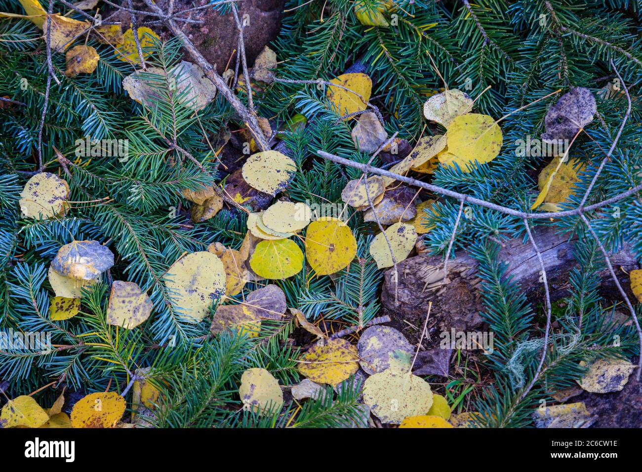 Aspen Blätter und immergrüne Äste erhellen den Waldboden. Stockfoto Aspen Blätter und immergrüne Äste erhellen den Waldboden. Stockfoto