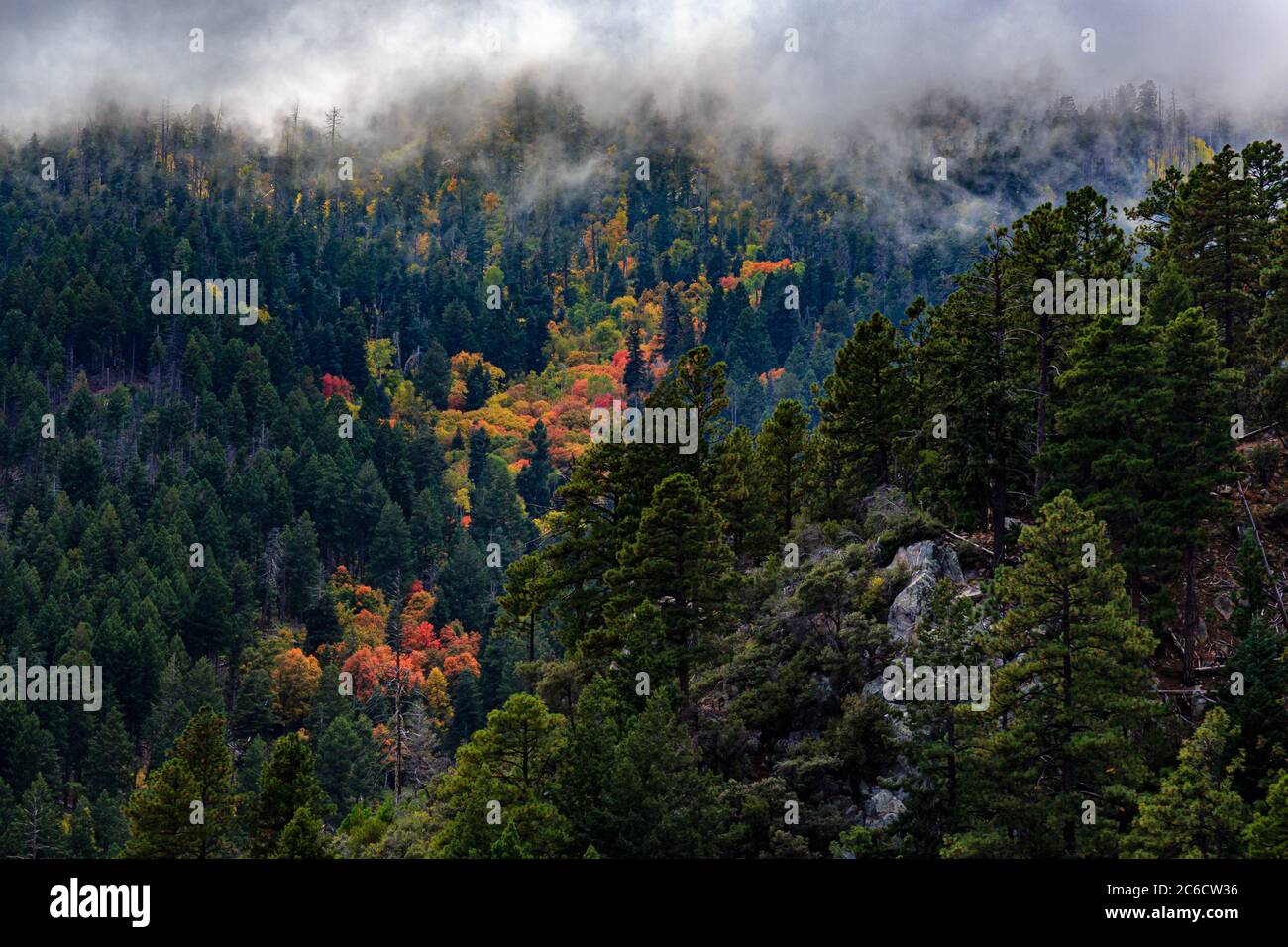 Sturmwolken setzen sich auf den Herbstflanken des Mt Graham in den Pinaleno Bergen im Süden Arizonas ab. Stockfoto Sturmwolken setzen sich auf den Herbstflanken des Mt Graham in den Pinaleno Bergen im Süden Arizonas ab. Stockfoto