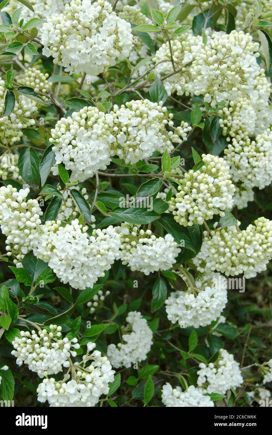 Schneeebal, Viburnum Eskimo, Schneeebal, Viburnum Eskimos Stockfoto