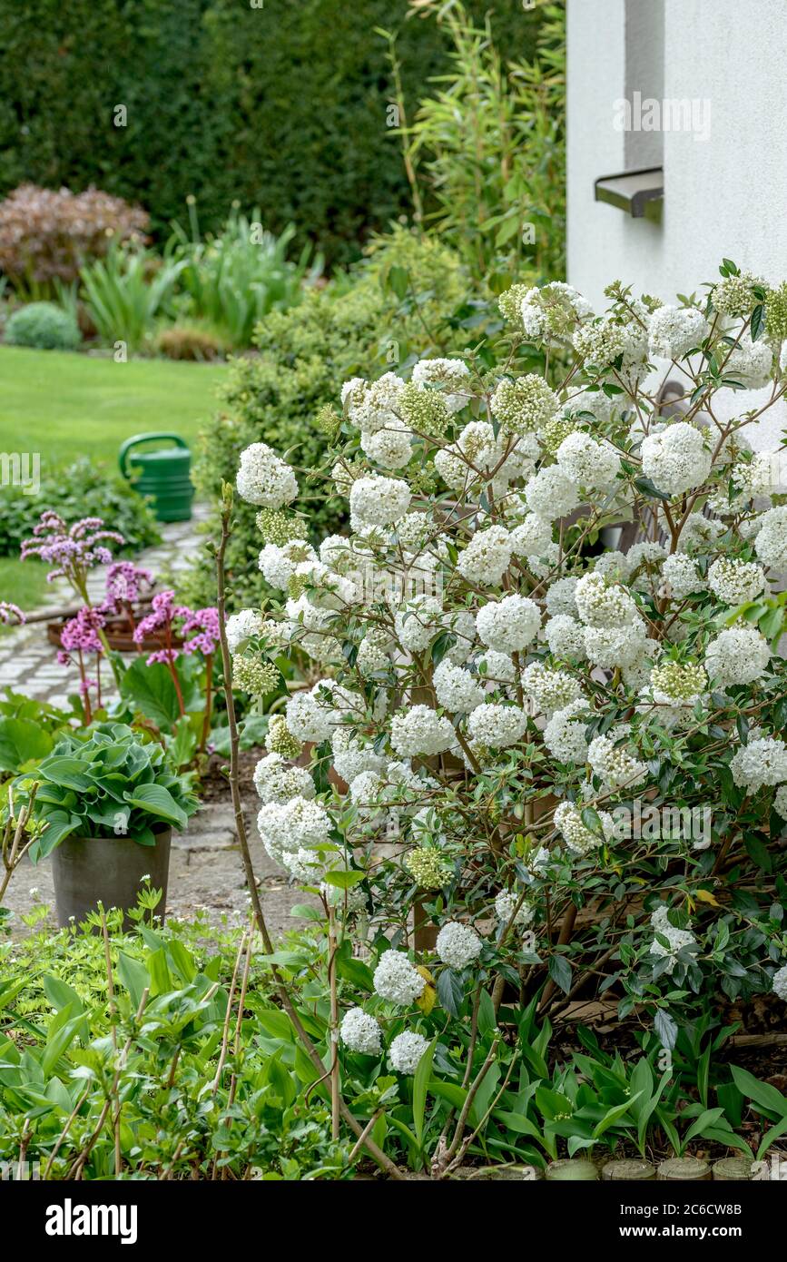 Immergruener Schneeball, Viburnum Eskimo, Evergreen Snowball, Viburnum Eskimos Stockfoto