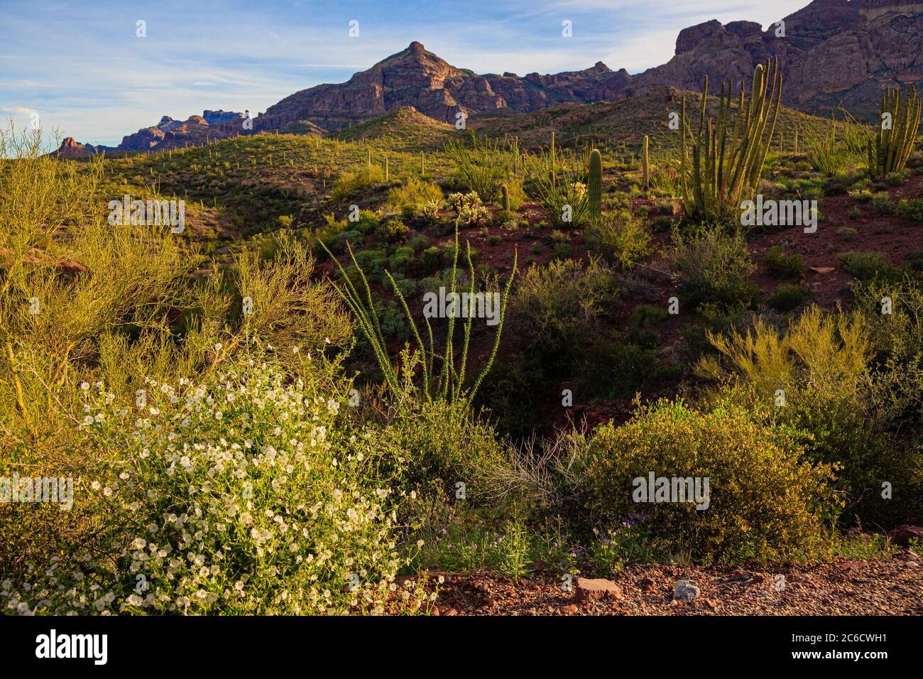 Der Morgen dämmert über dem Sonoran Desert of Organ Pipe National Monument im Süden Arizonas. Stockfoto