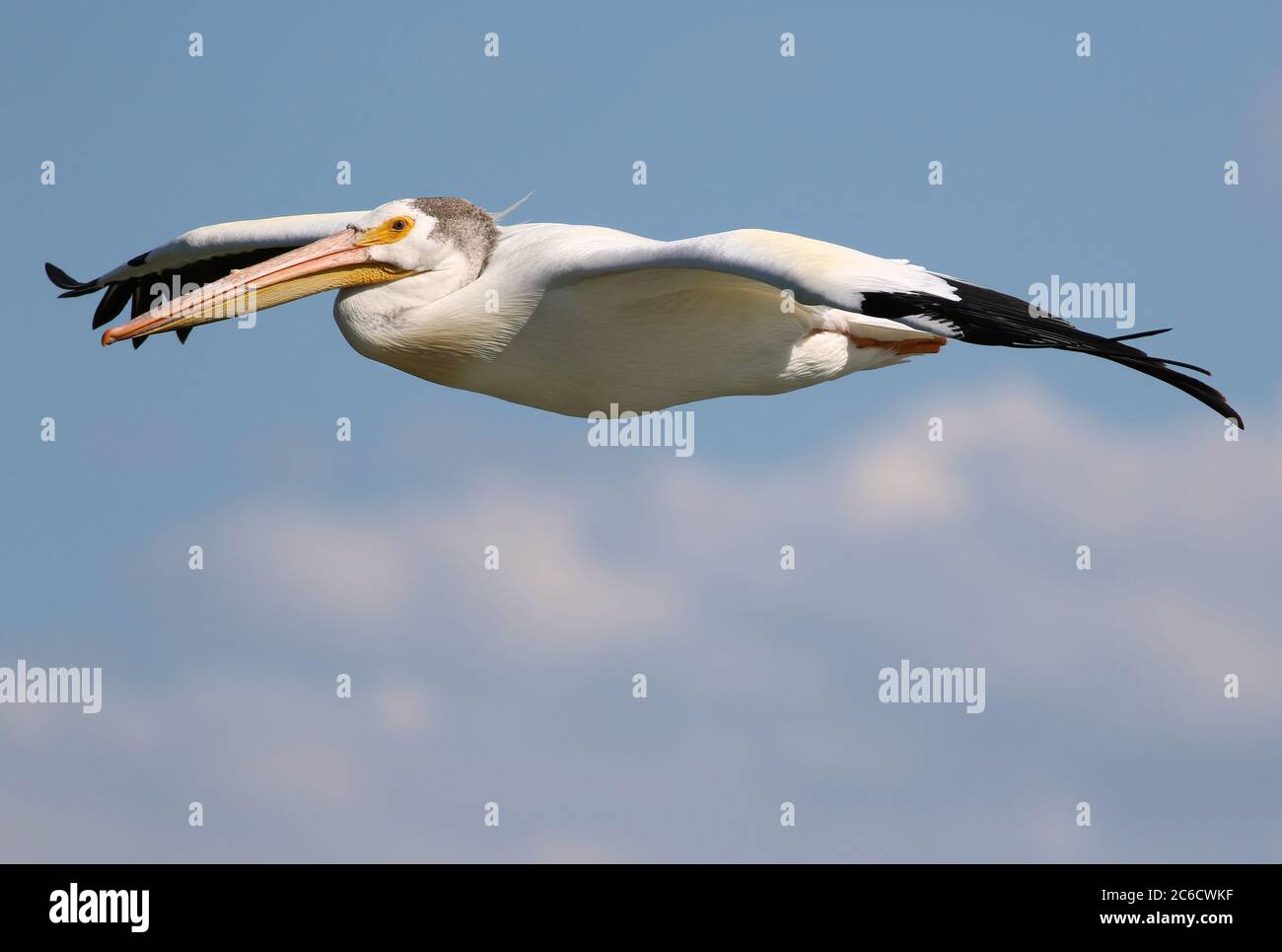 Vollmundige Nahaufnahme eines American White Pelican, der über flauschigen weißen Wolken mit blauem Himmel im Hintergrund fliegt. Stockfoto
