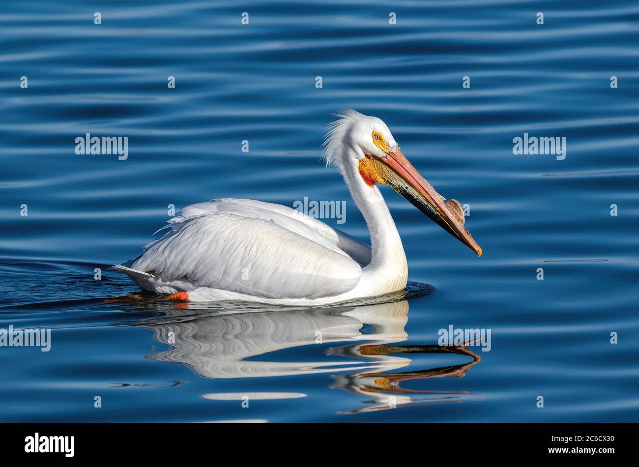 Ein amerikanischer White Pelican schwimmt ruhig im samtig blauen Wasser auf dem Höhepunkt der Brutzeit vorbei. Stockfoto