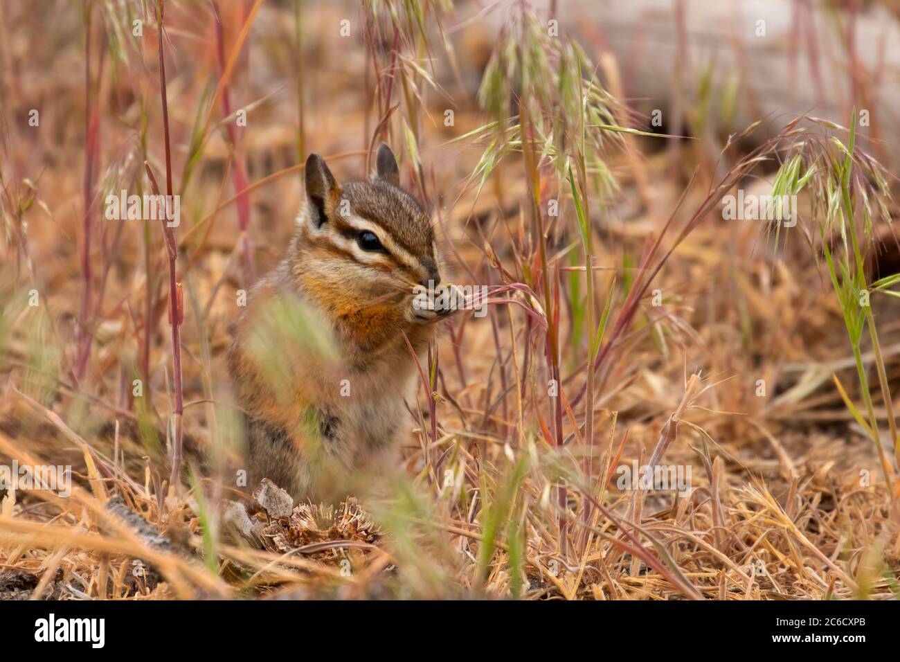 Chipmunk, Hütte See Blick Blind, Deschutes National Forest, Oregon Stockfoto