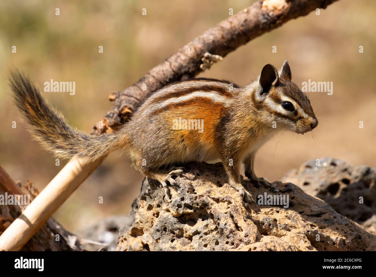 Chipmunk, Hütte See Blick Blind, Deschutes National Forest, Oregon Stockfoto