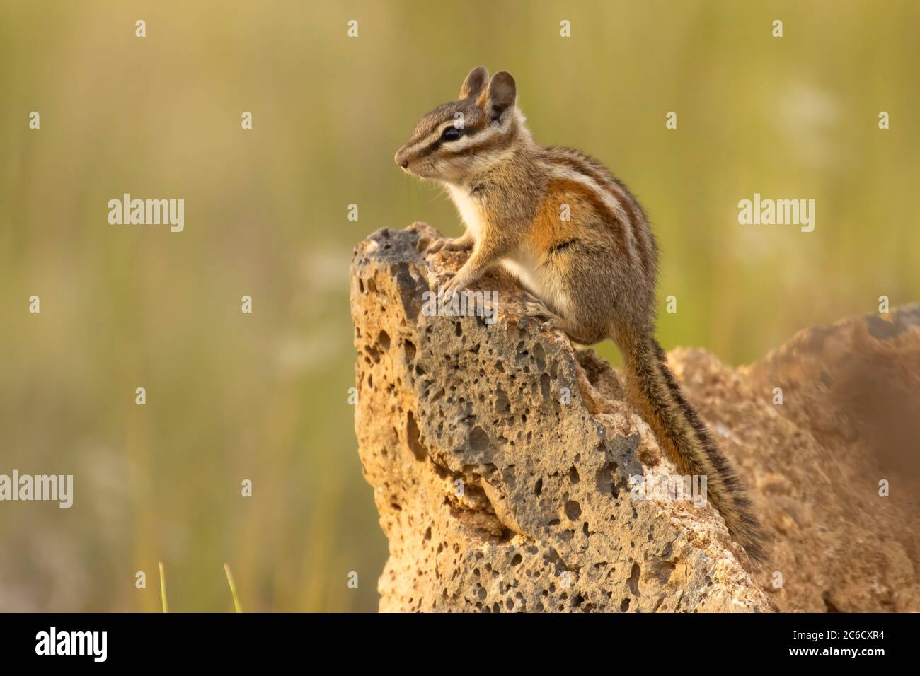 Chipmunk, Hütte See Blick Blind, Deschutes National Forest, Oregon Stockfoto