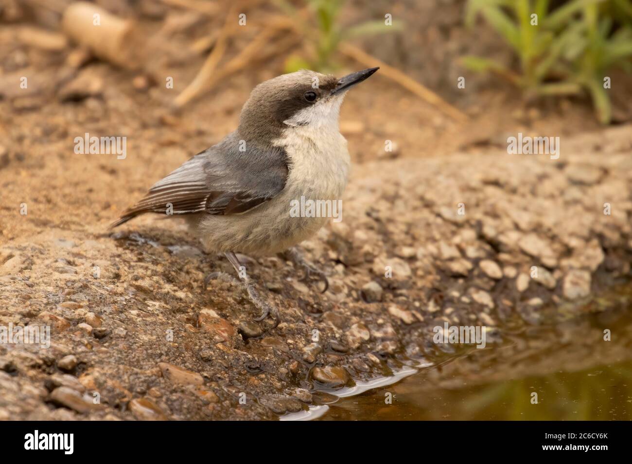 Pygmy Nuthatch (Sitta pygmaea), Cabin Lake Viewing Blind, Deschutes National Forest, Oregon Stockfoto