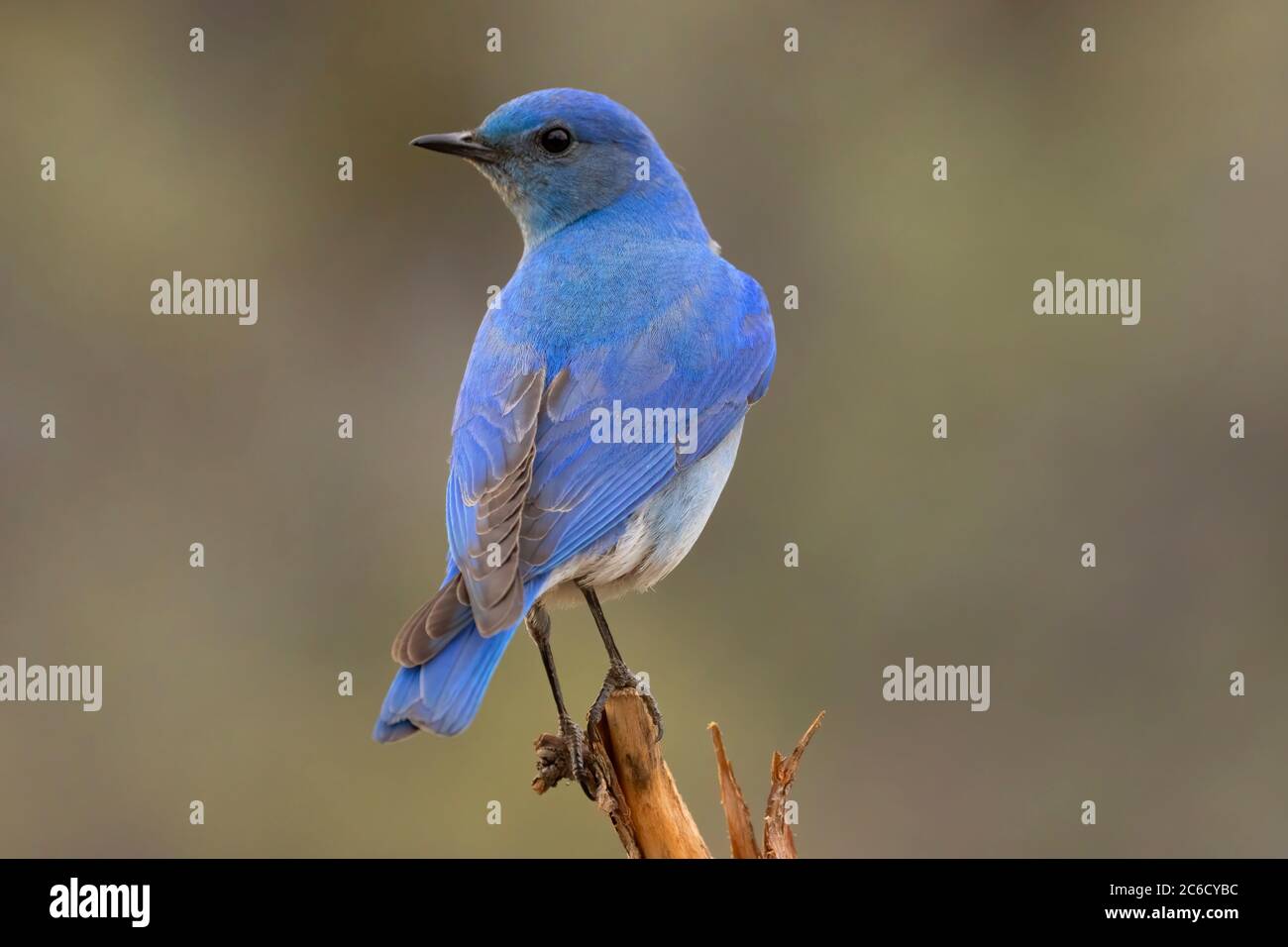 Mountain Bluebird (Sialia currucoides), Cabin Lake Viewing Blind, Deschutes National Forest, Oregon Stockfoto