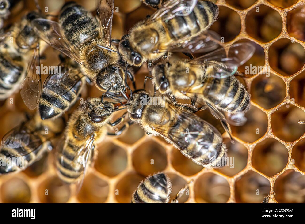 Nahaufnahme Makro der Bienen auf Wachs Rahmen Wabe in Bienenstock Honig Bienenstock mit selektivem Fokus. Stockfoto