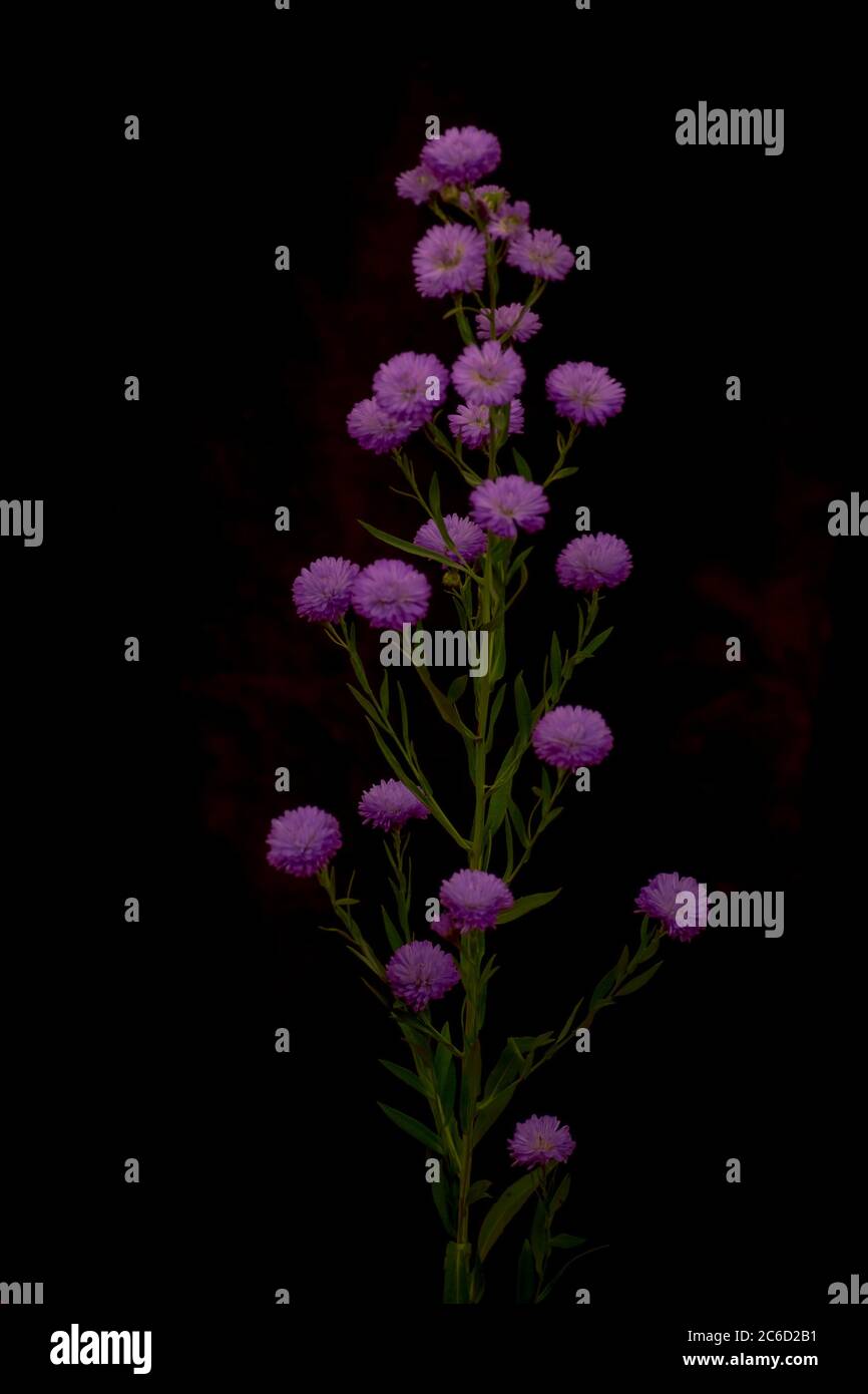 Ein Strauß Astee Blue Summer Blumen Vielfalt, Studio Schuss, lila Blumen. Stockfoto