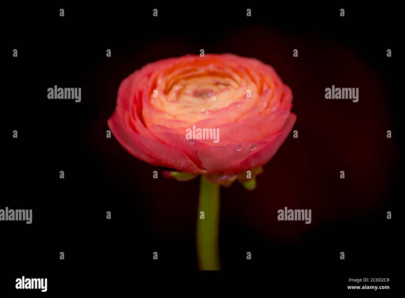 Nahaufnahme eines Straußes Ranunculus Peach Sommer Blumen Vielfalt, Studio erschossen, rosa Blumen Stockfoto