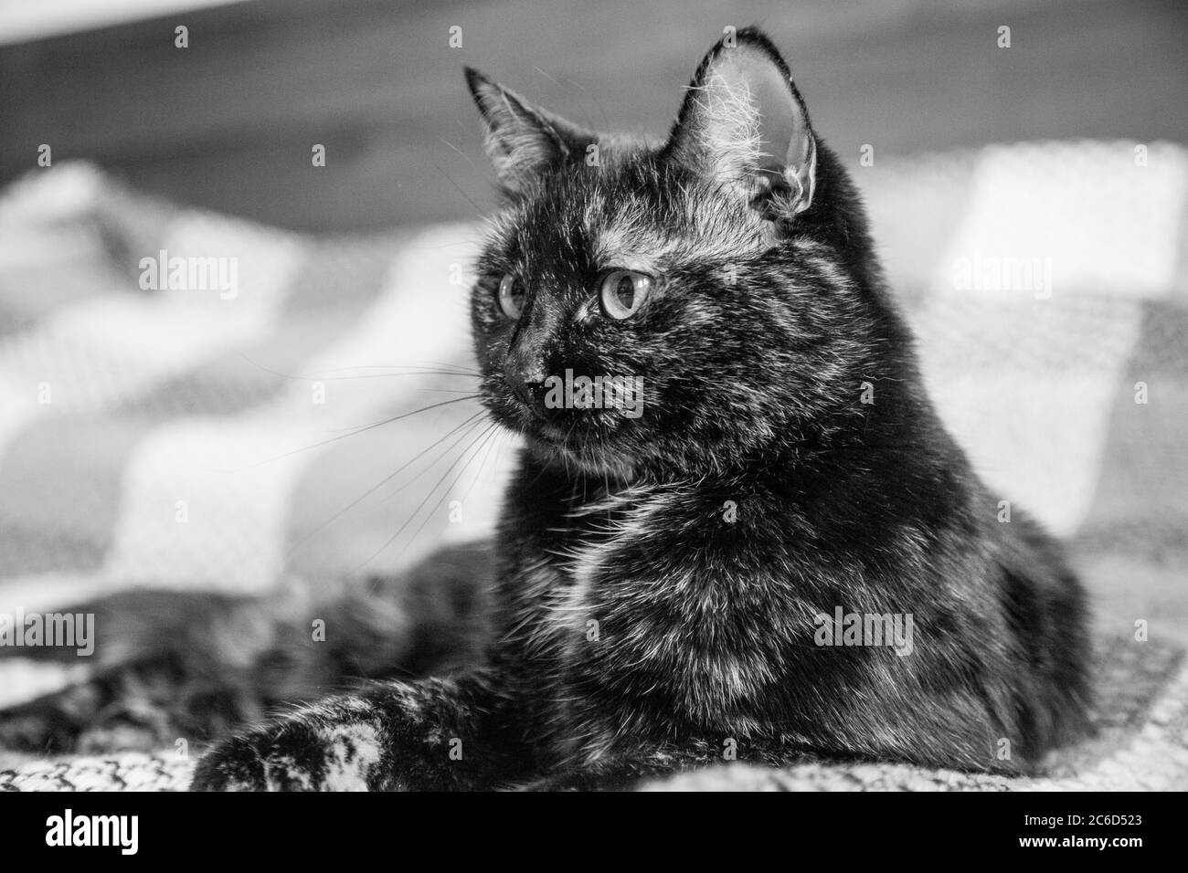 Katze schaut hinter einer Wand aus - schwarz Weiß Version Stockfoto