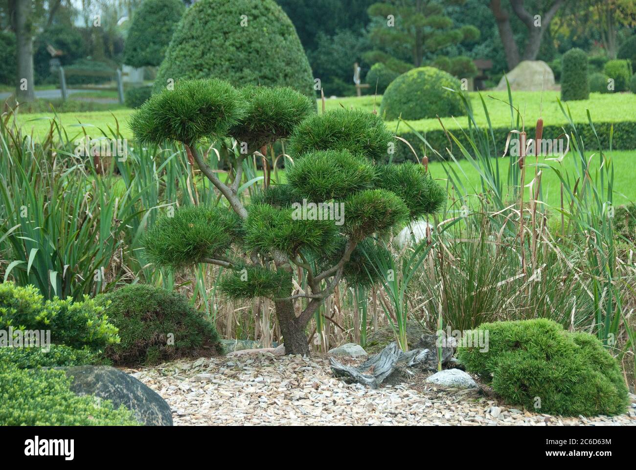 GartenBonsai, Krummholzkiefer , Pinus mugo subsp. Mugo, Garten Bonsai