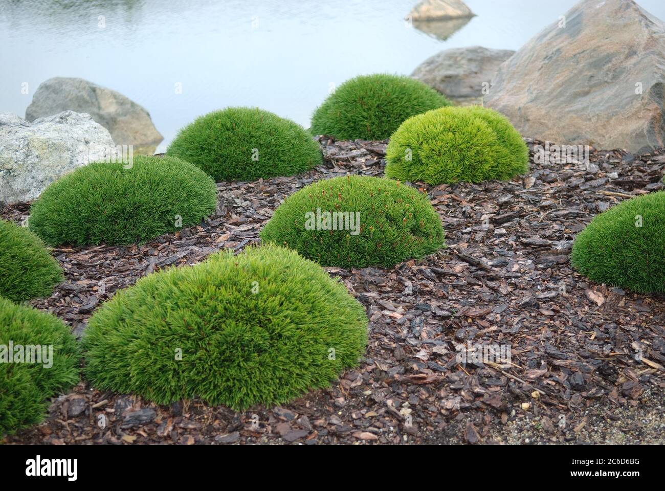 Formierte Krummholzkiefern, Krummholzkiefer, Pinus mugo var. pumilio, Zwergkiefer, Bergkiefer, Pinus mugo var. Pumilio Stockfoto