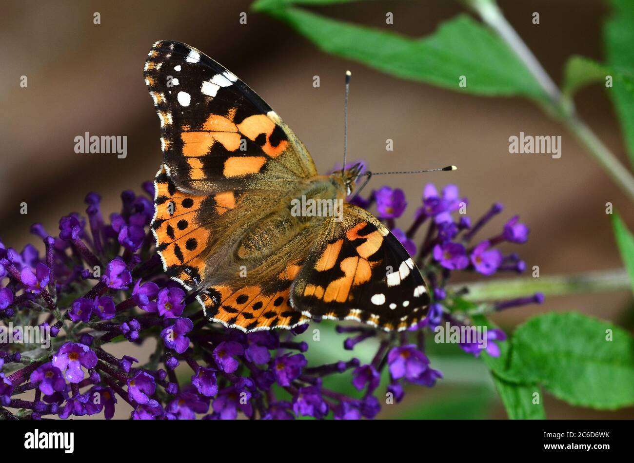 Gemalte Dame Schmetterling nimmt Nektar aus Blumen Stockfoto