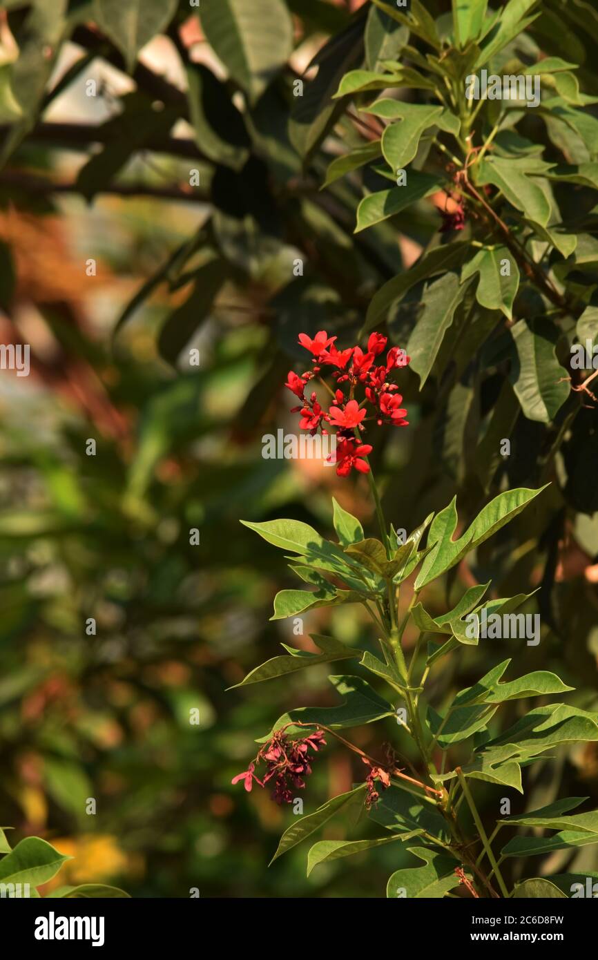 jatropha integerrima oder würziger Jatropha, Peregrina Stockfoto