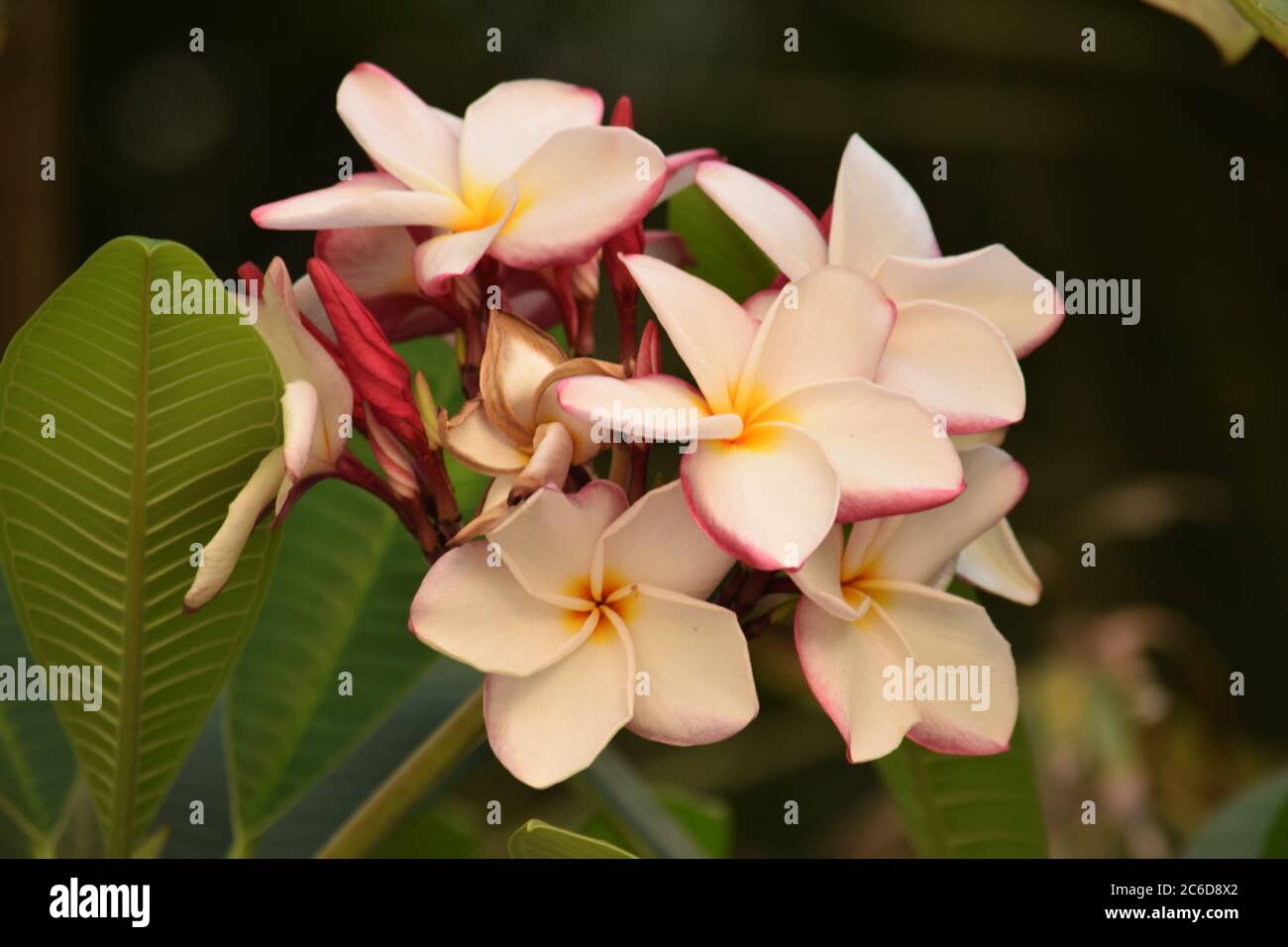 Weiße Plumeria Blume auf grün lassen Hintergrund im Freien Stockfoto