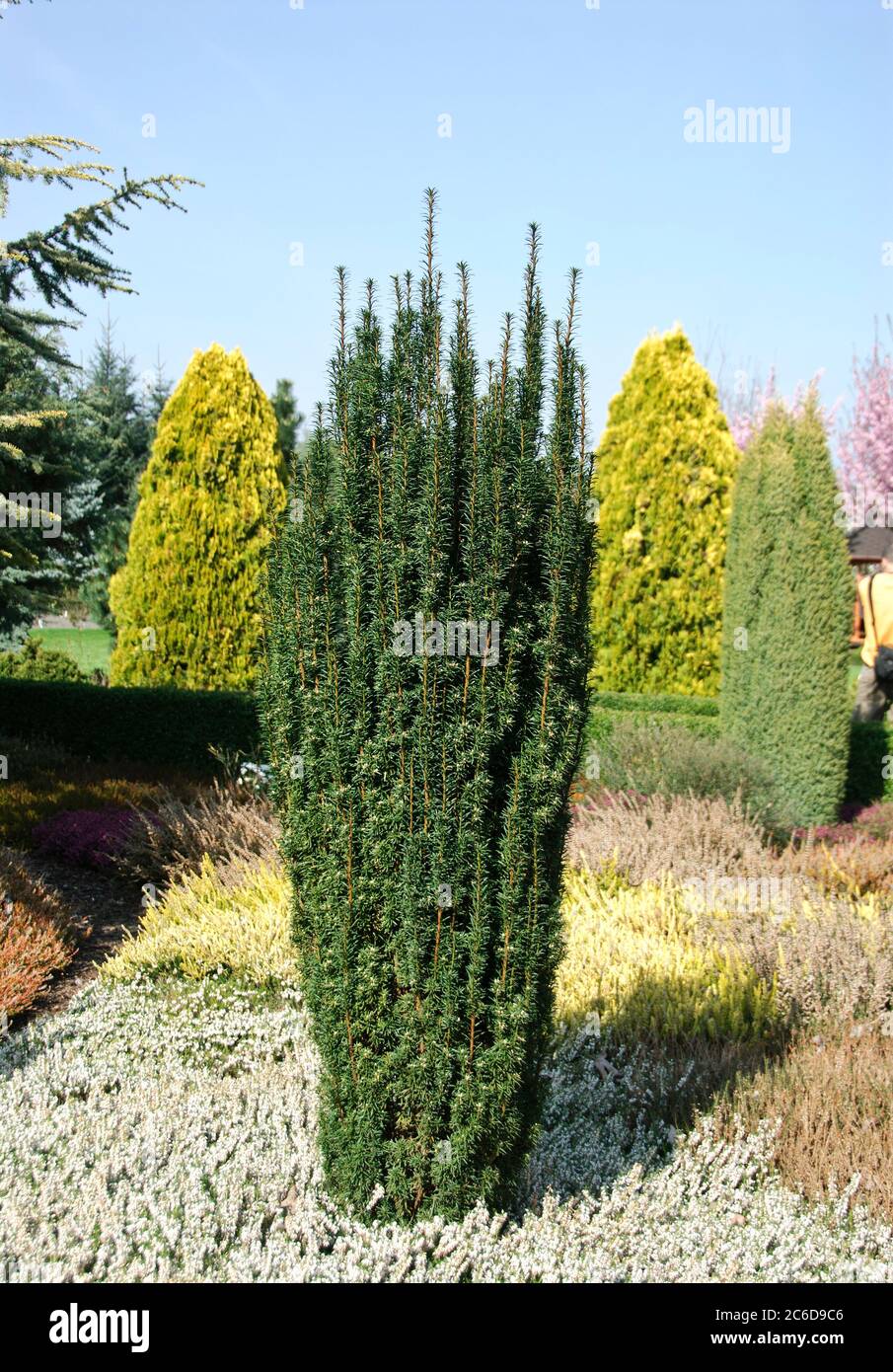 Saeulen-Eibe, Taxus baccata Fastigiata Robusta, Suleneibe, Taxus baccata  Fastigiata Robusta Stockfotografie - Alamy