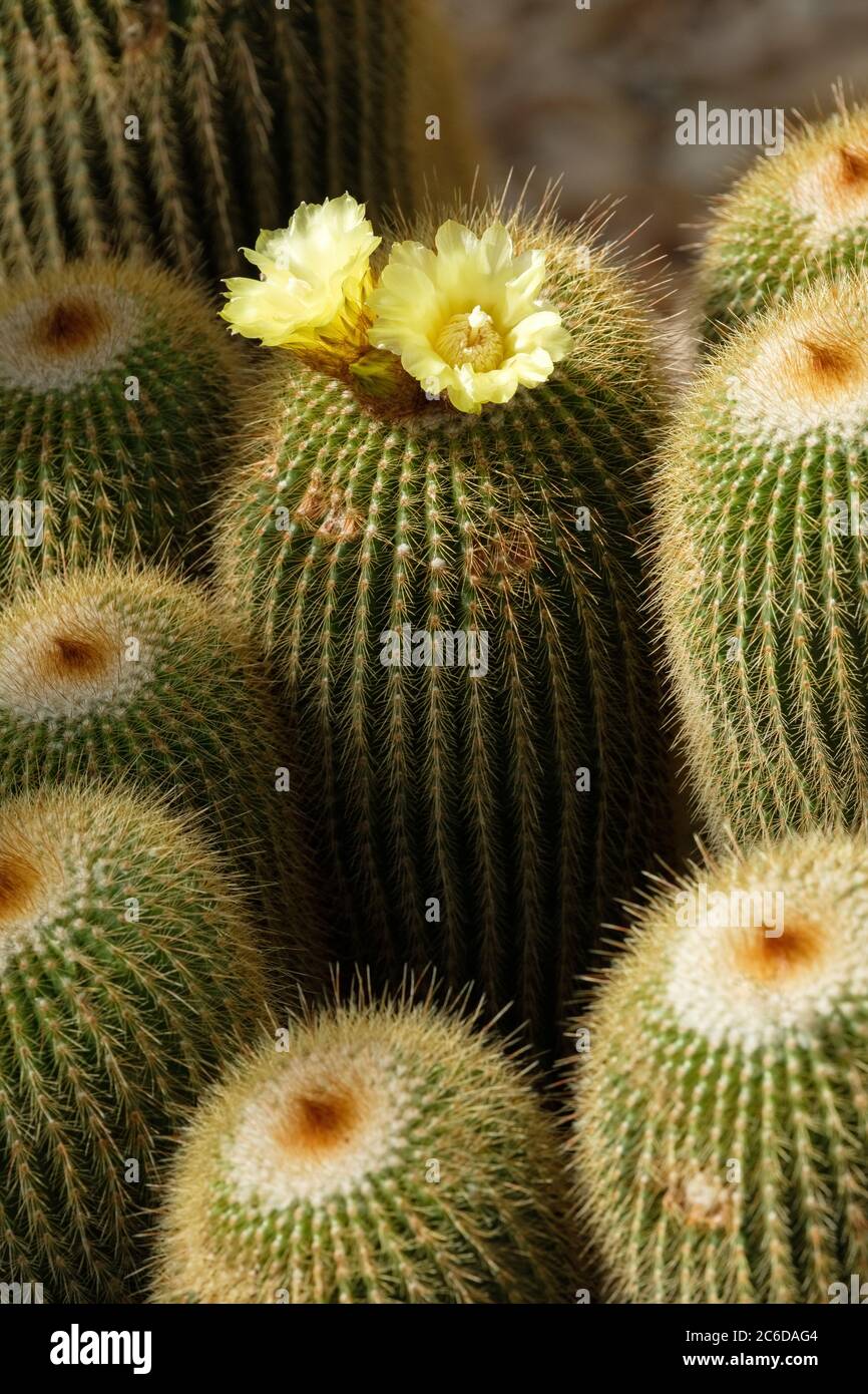 Parodia Leninghausii. Lemon Ball Kaktus, Golden Ball Kaktus und Yellow Tower Kaktus. Eriocactus leninghausii, Notocactus leninghausii in Blüte Stockfoto