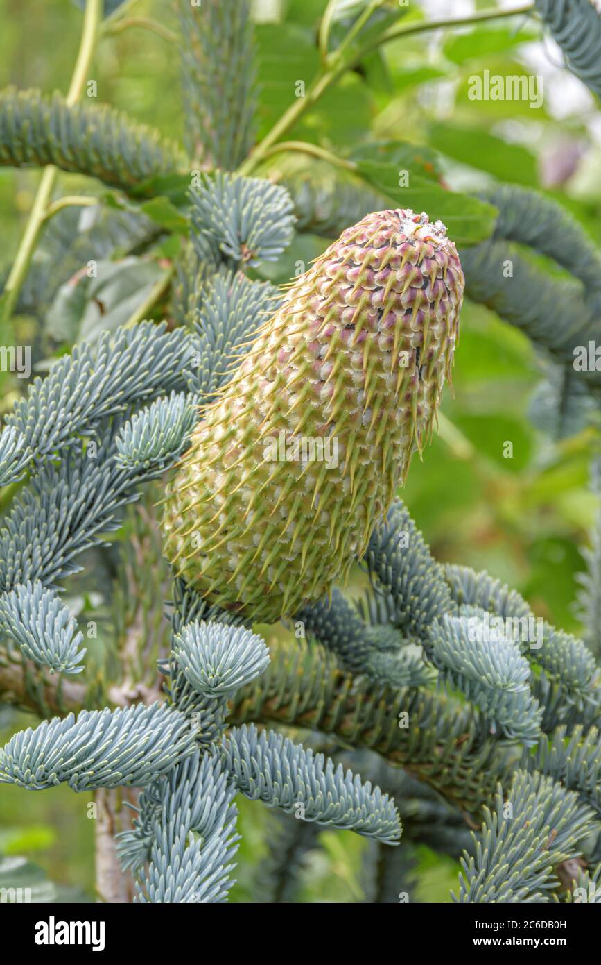 EdelTanne, Abies procera Glauca, Edle Tanne, Abies procera glauca