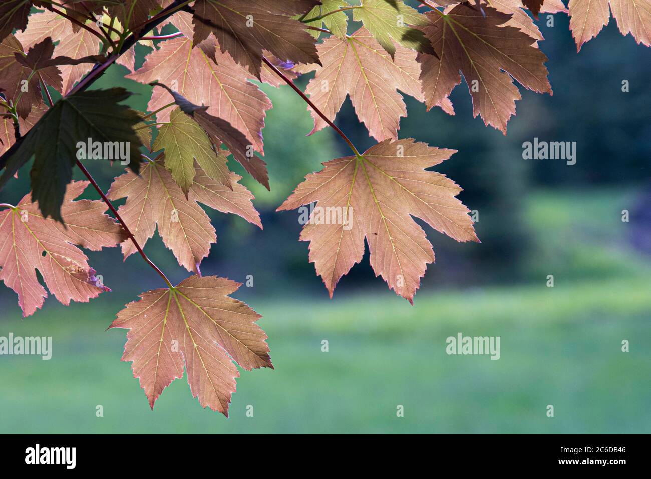 Berg-Ahorn, Acer pseudoplatanus Atropurpureum, Sycamore Ahorn, Acer pseudoplatanus Atropurpureum Stockfoto