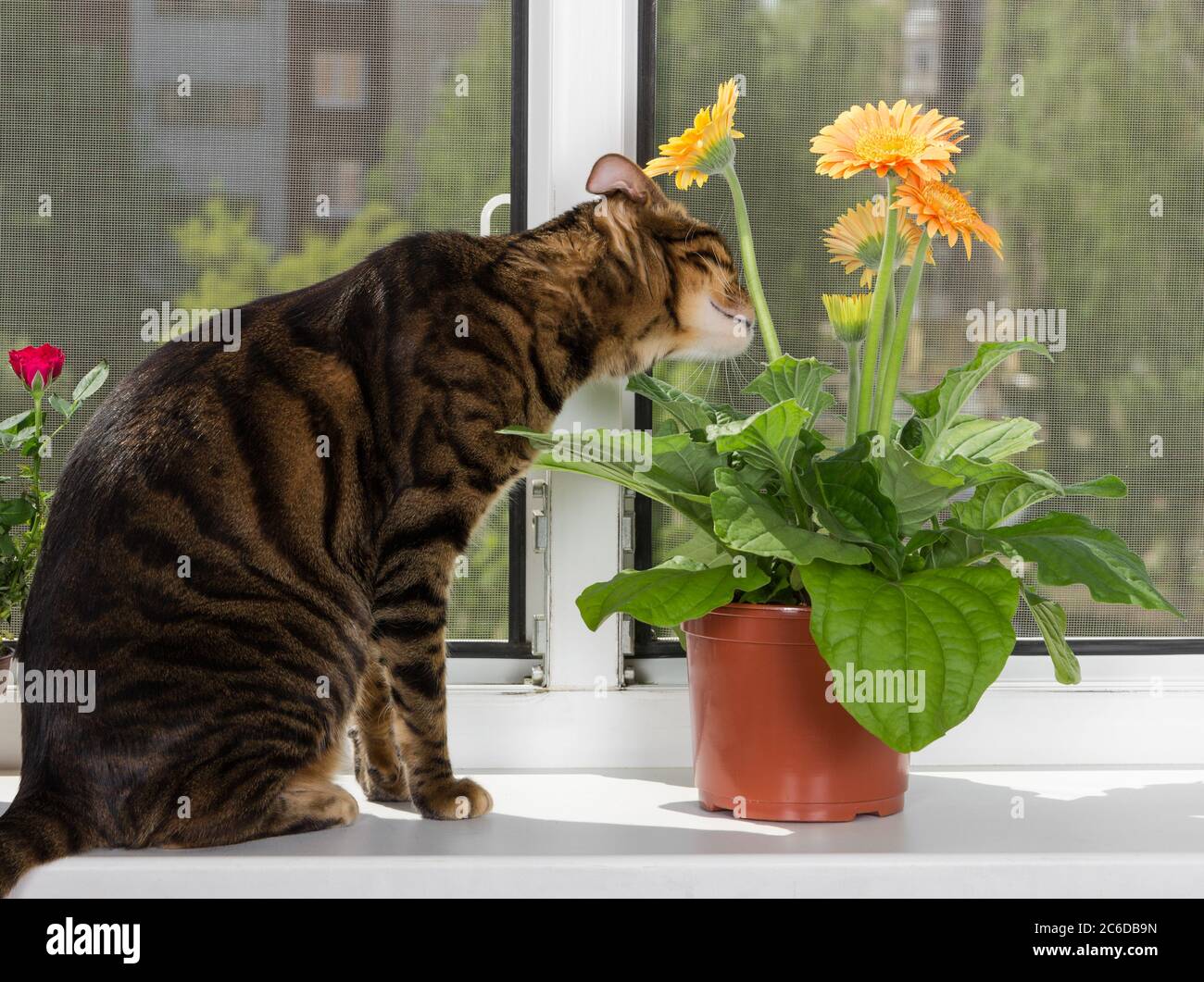 Katzenzucht-Toyger sitzt auf Fensterbank und schnuppert Gerbera Blume im Blumentopf. Stockfoto