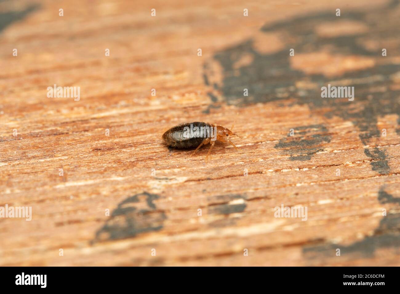 Seitenschuss von Bettwanzen, Cimex lectularius, Pune, Maharashtra, Indien. Füttern Sie ausschließlich das Blut von warmblütigen Tieren Stockfoto