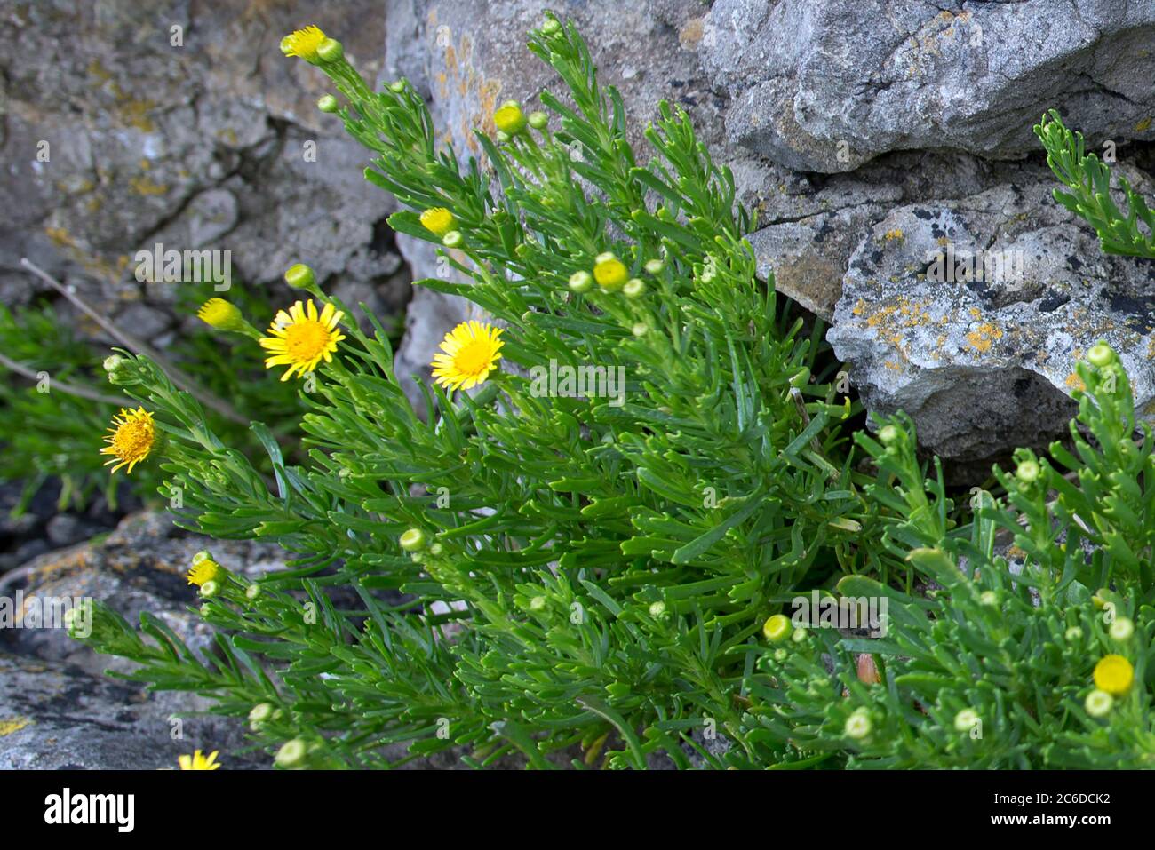 Golden Samphire wächst in Spalten in den Kalkstein-Klippen von Gower Stockfoto