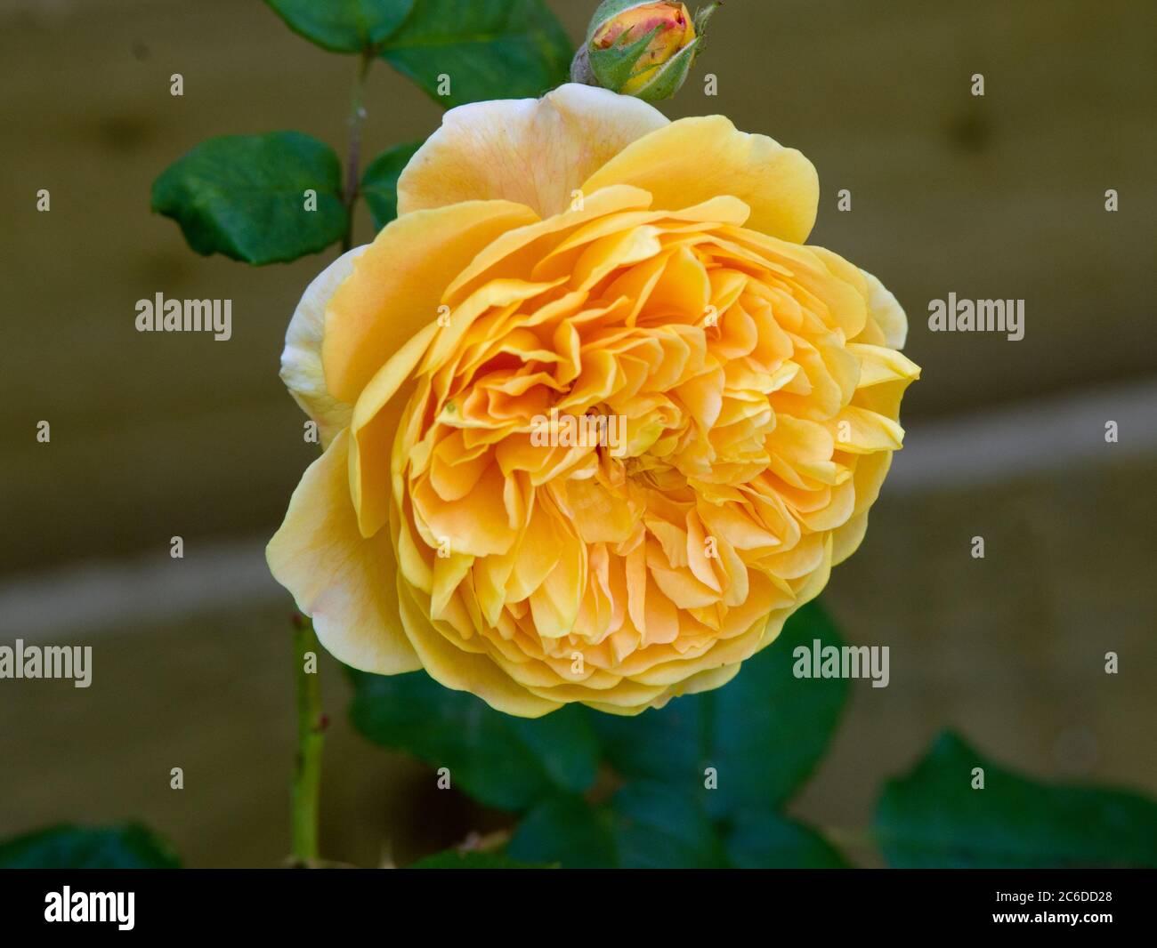 Rose Kronprinzessin Margareta Stockfoto