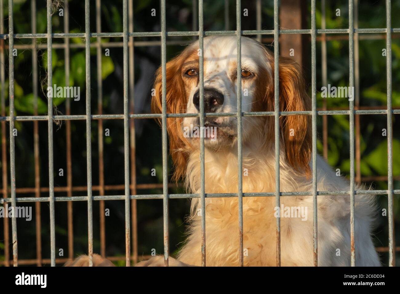 Hund Kopf Schuss hinter Zaun O Seixo Mugardos Galicia Spanien Stockfoto