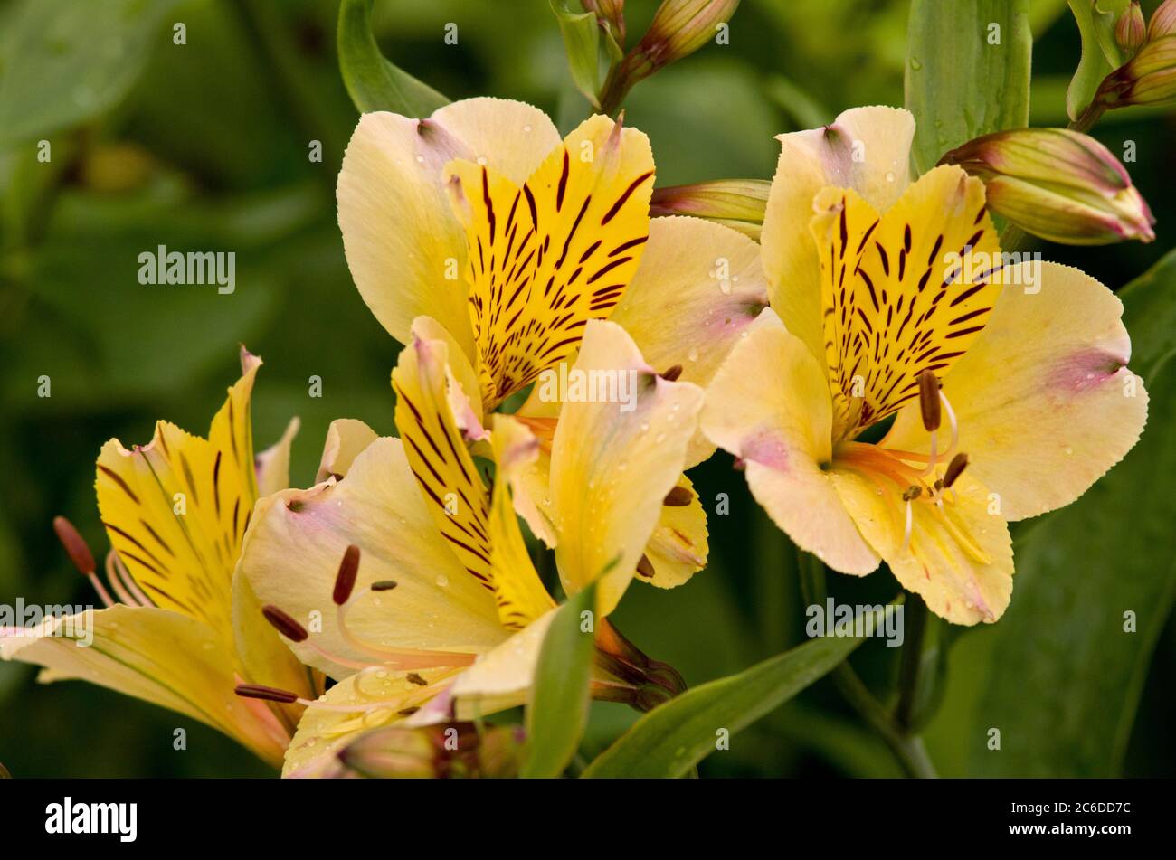 Alstroemeria 'Freundschaft' Stockfoto