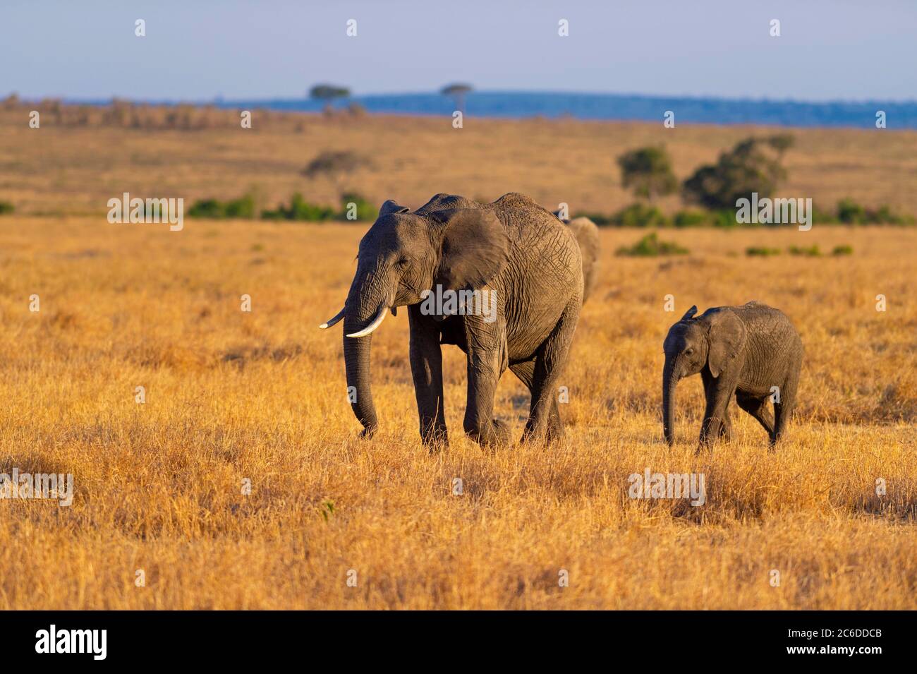 Elefantenbaby und Mutter, Maasai Mara National Reserve, Kenia, Afrika Stockfoto