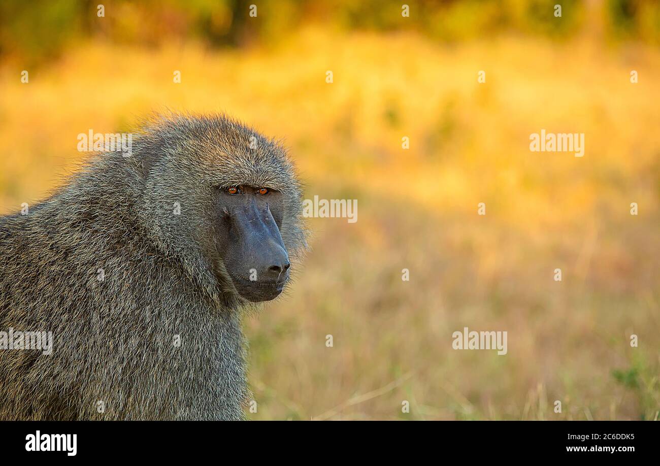 Pavian Nahaufnahme, Papio, Kenia, Afrika Stockfoto