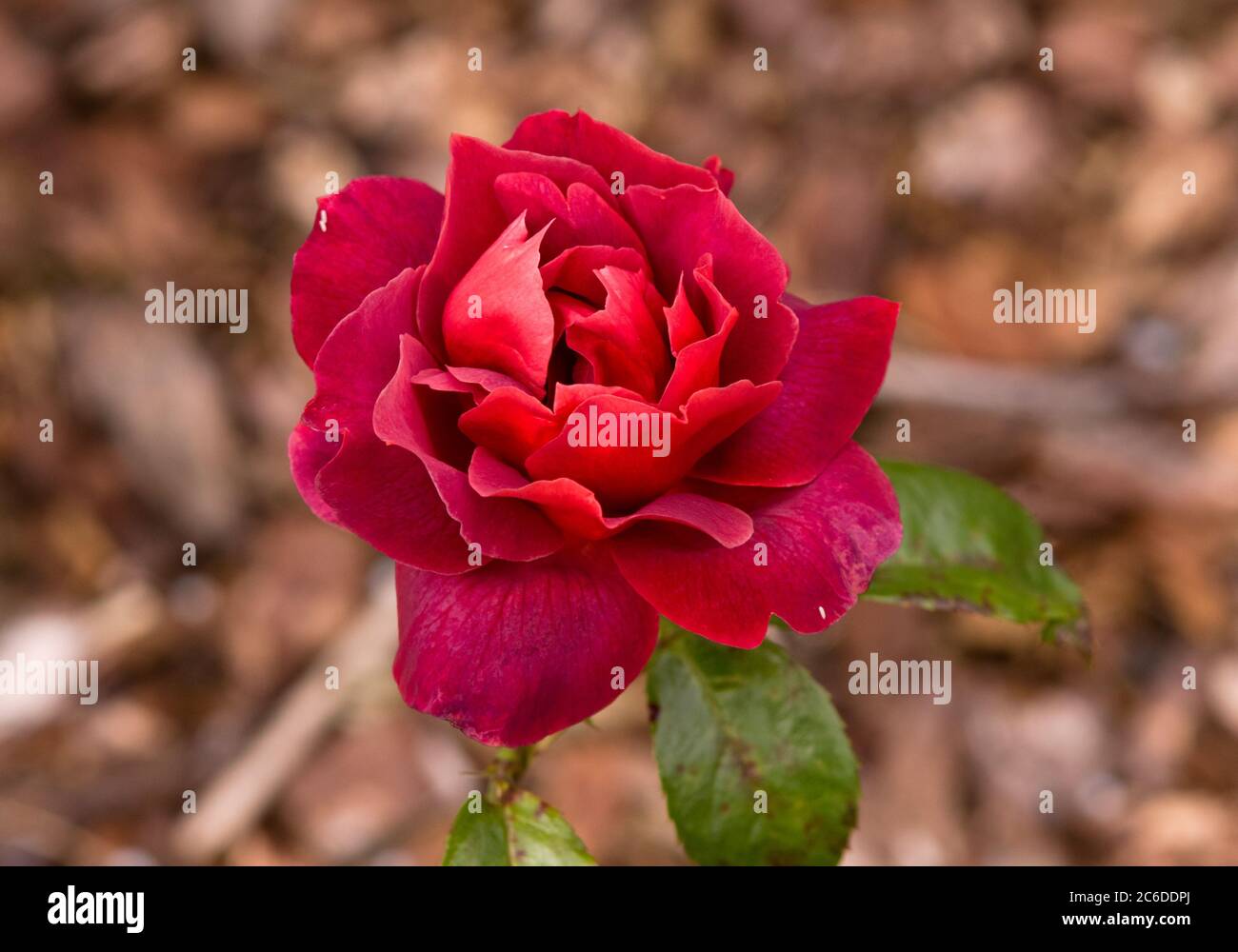 Rose heiße Schokolade Stockfoto