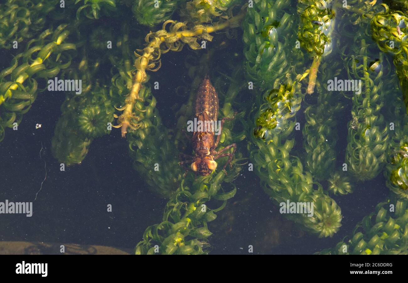 Libelle Nymphe in einem Gartenteich atmen Luft vor dem Auftauchen Stockfoto