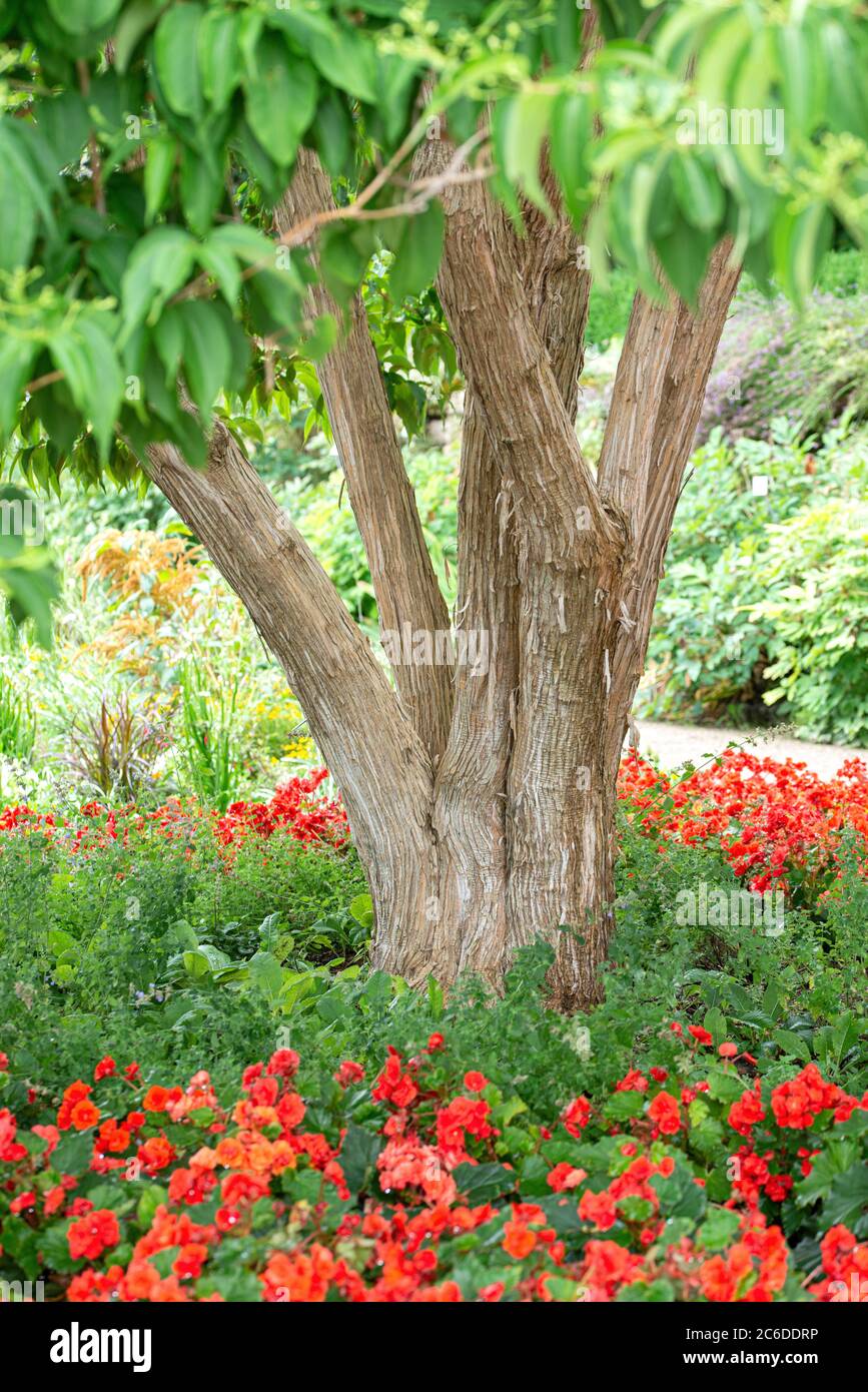 Sieben Söhne des Himmels-Strauch, Heptacodium miconioides, Seven Sons of Heaven Bush, Heptacodium miconioides Stockfoto