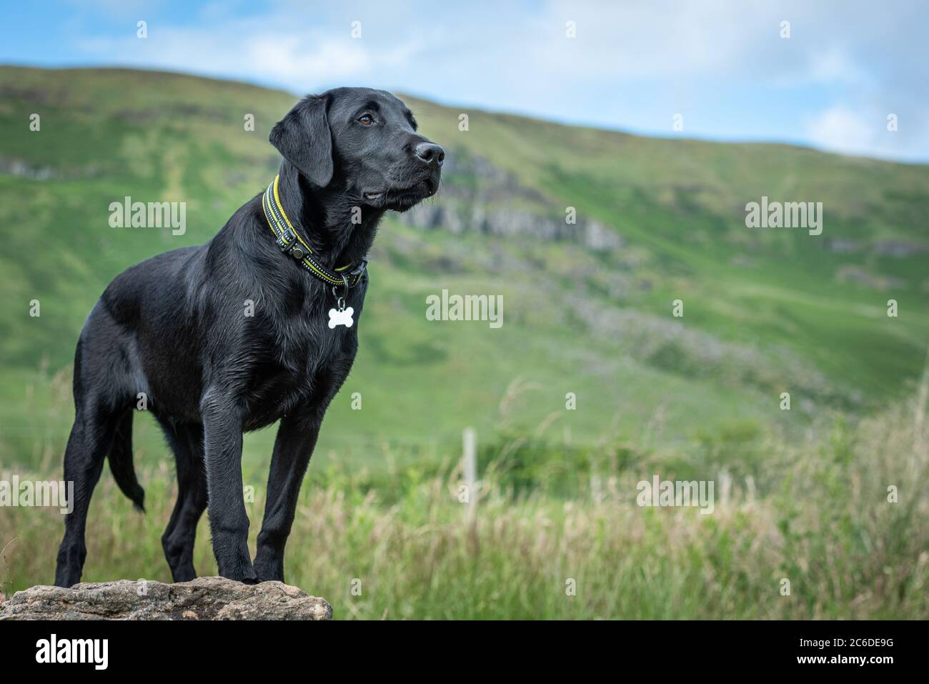 Schwarzer Labrador Retriever Welpe, der aufmerksam auf einem Feld von langem Gras in den Campsie Fells steht Stockfoto
