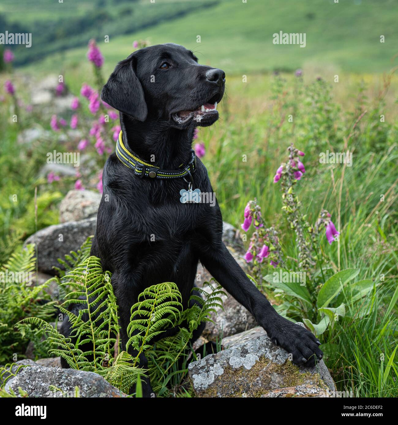 Schwarzer Labrador Retriever Welpe, der aufmerksam auf einer alten Steinmauer in einem Feld mit langem Gras in den Campsie Fells steht Stockfoto